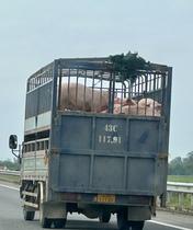 Diese Schweine sind anständig verladen